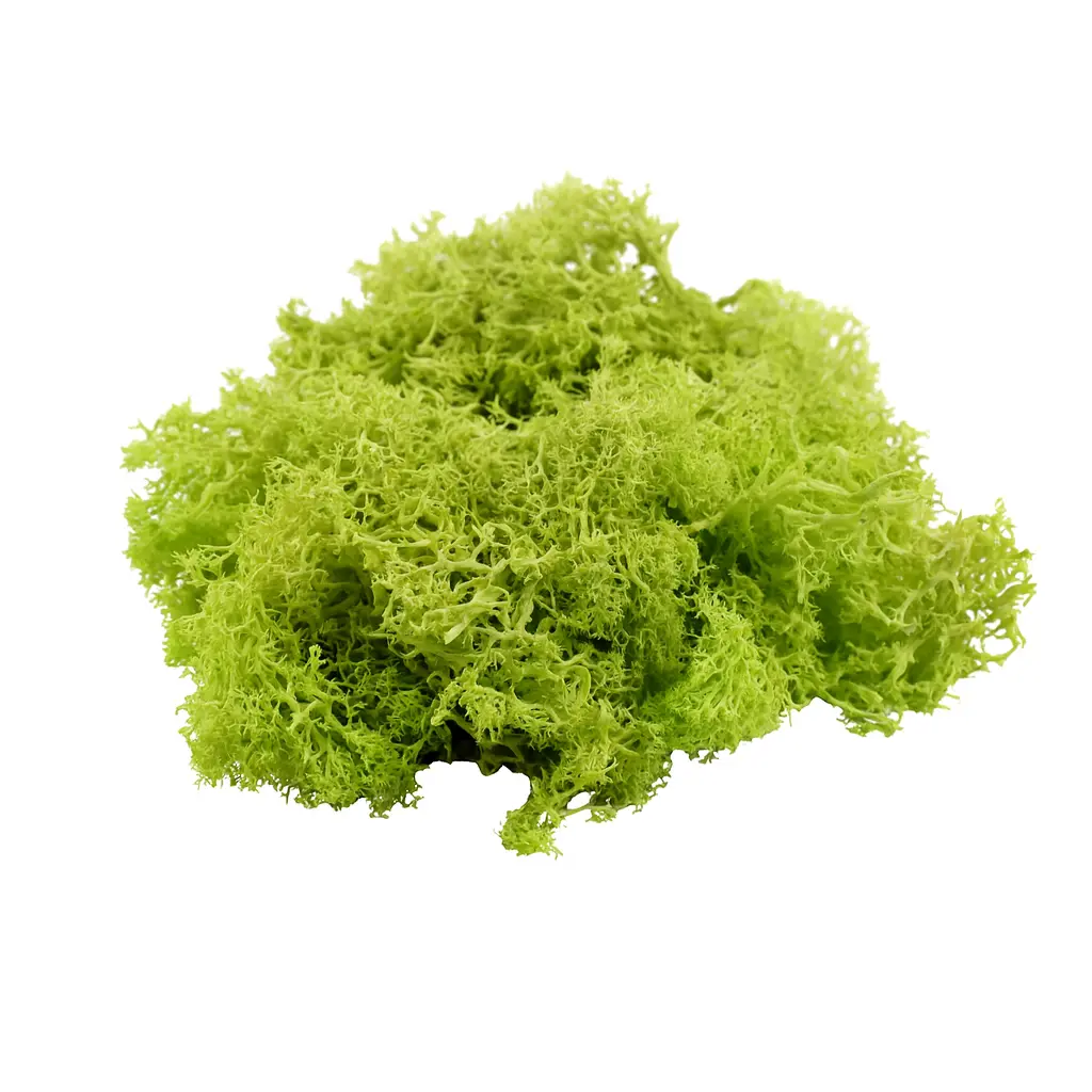 mosslightgreen_01 Mech Jasno Zielony Dekoracyjny