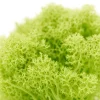 mosslightgreen_02 Mech Jasno Zielony Dekoracyjny