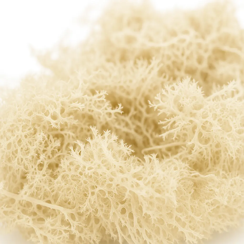 mosswhite_02 Mech Biały Dekoracyjny