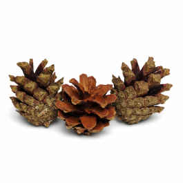 Szyszki Dekoracyjne do Formikarium – Naturalna Dekoracja dla Mrówek