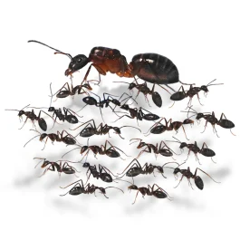 Mrówki Camponotus Barbaricus (10-20) – Kolonia Mrówek do Hodowli