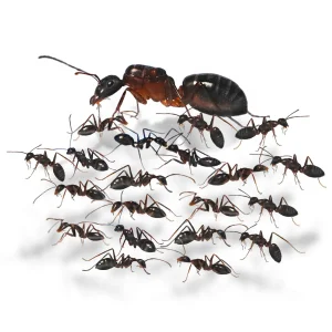 camponotus barbaricus