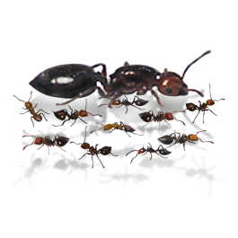 Mrówki Crematogaster scutellaris (5-10) – Kolonia Mrówek do Hodowli