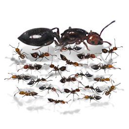 Mrówki Crematogaster scutellaris (10-20) – Kolonia Mrówek do Hodowli