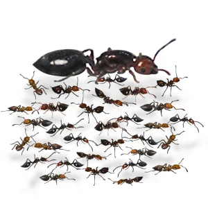 Crematogaster scutellaris